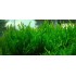 Spiky moss samana, 1 vnt (užsakoma prekė) Spiky moss samana, 1 vnt (užsakoma prekė)
